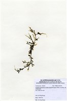 藏品(棒型總狀蕨藻)的圖片